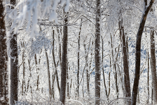 snowy winter trees on bright blue sky background