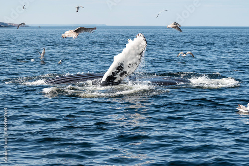 A humpback whale in the North Sea. The whale emerges from the water and waves its huge pectoral fin.