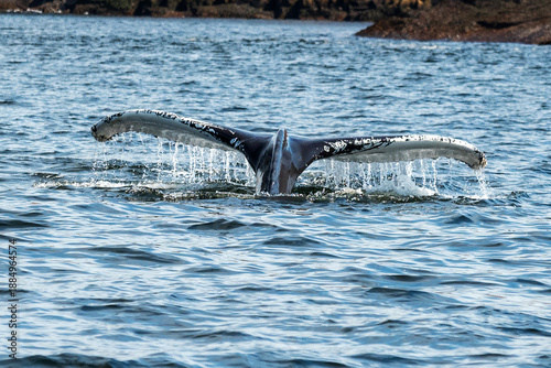A humpback whale in the North Sea. The whale's enormous tail rises above the water.