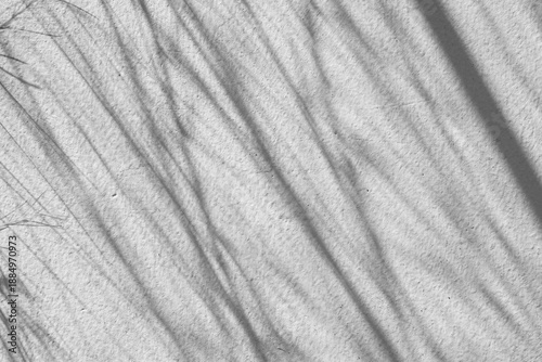 Abstract natural tree branch leaves shadow on white wall background