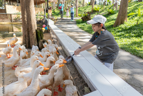 Girl Feeding Ducks at Farm