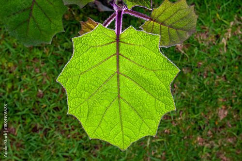 Φωτογραφία Naranjilla (Solanum quitoense) Leaf with Purple Rim Light and Thorns