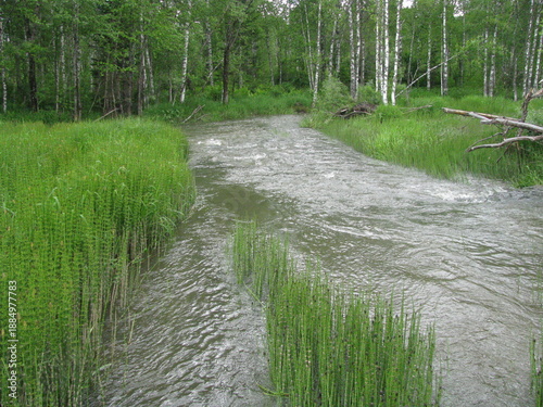 river in the woods