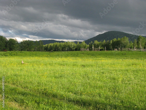 green field and blue sky