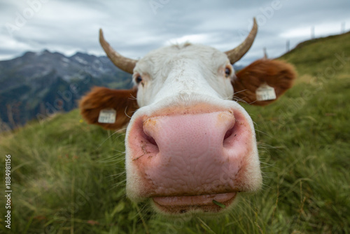 Fotografie Close-up wide-angle view of a curious cow's face in a mountain pasture in Maria Alm, Salzburg, Austria