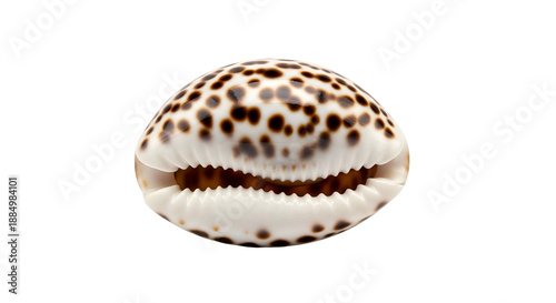 A cowrie shell with brown and white patterns is displayed on a plain surface from a front viewpoint.