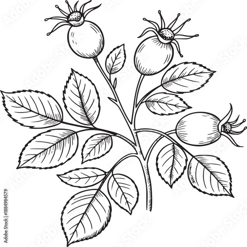 Illustration of a rosehip branch with leaves and berries in a black and white botanical drawing style