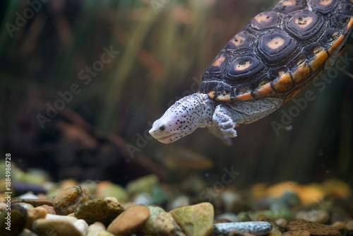 Bild auf Leinwand sea turtle swimming down in an aquarium