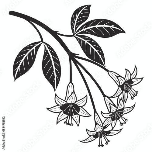 Hoya Flower Branch with Hanging Blooms and Veined Leaves Line Drawing Illustration