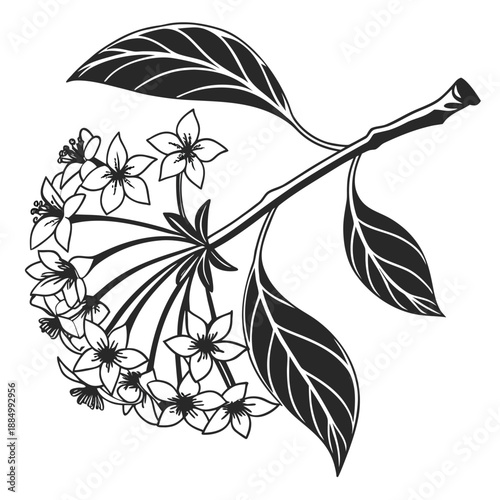 Hoya Flower Cluster with Radial Blooms and Veined Leaves Line Drawing Illustration