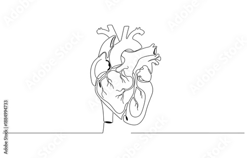 One continuous line drawing of anatomical human heart.