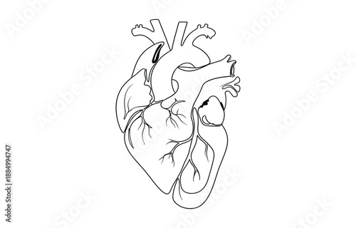 One continuous line drawing of anatomical human heart.
