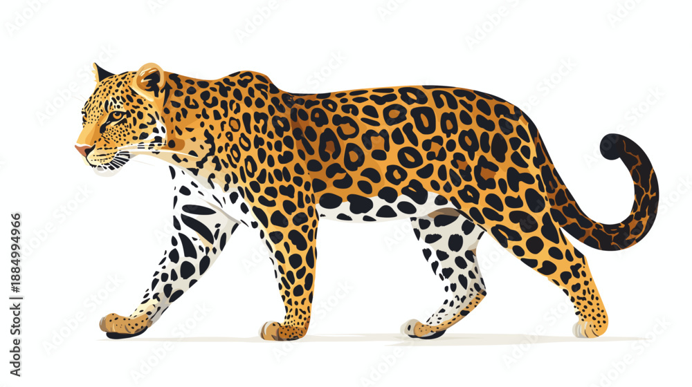Fototapeta premium Leopard walking with spotted fur and tail.