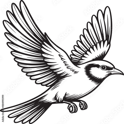 A detailed monochrome line drawing of a bird in flight with its wings spread against a white background