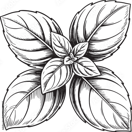 Detailed monochrome drawing of a basil plant with four large leaves and smaller center leaves