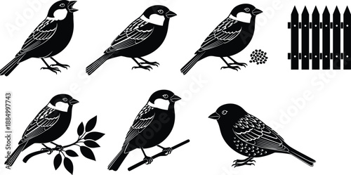 Sparrow bird silhouettes vector collection featuring perched and singing poses with fence elements for wildlife illustration, logo, tattoo projects