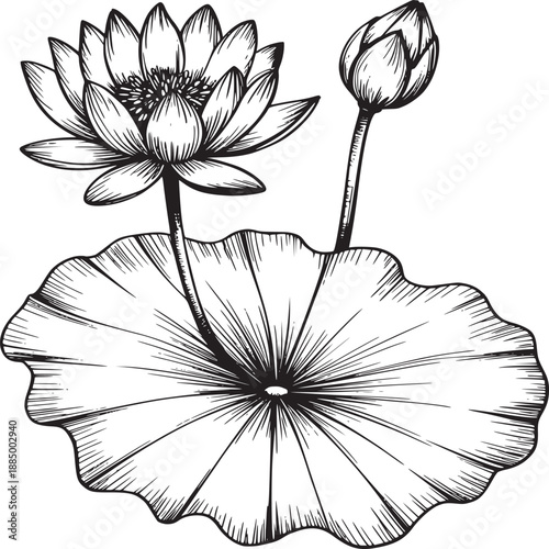 Detailed line drawing of a lotus flower with a bud and leaf in black and white illustration style