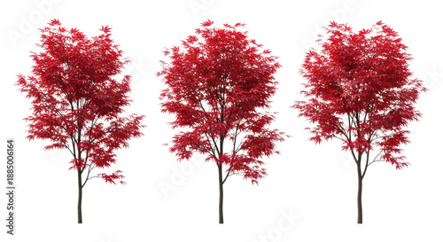 three distinct acer palmatum specimens displaying vibrant crimson autumn foliage, isolated on a transparent background with ample copy space, precise top-down view, concept of commercial autumn