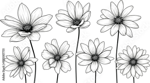 Black and white of seven flowers with long stems and white petals white background