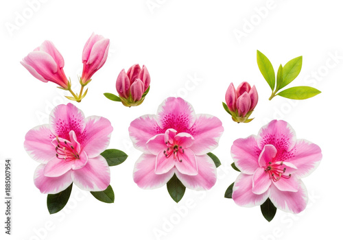 Three vibrant pink azalea flowers and buds flat lay, ultra-detailed petals and green leaves against a transparent background with copy space, concept of spring bloom and delicate beauty