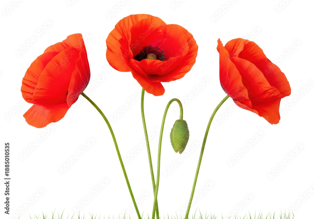 Naklejka premium three vibrant red poppy flowers and a green bud, with glittering texture, sharp focus, and green stems, viewed from above on a transparent background with copy space. concept of natural elegance and
