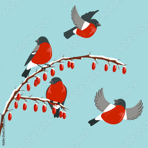 vector drawing birds, bullfinches at wild cornel branch with red berries and snow in winter, hand drawn wildlife illustration