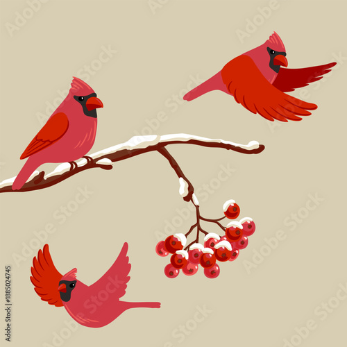 vector drawing bird, nothern cardinal at rowan branch with red berries and snow in winter, hand drawn wildlife illustration