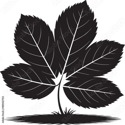 A black and white illustration of a five leaf plant with detailed veins and a small shadow below it
