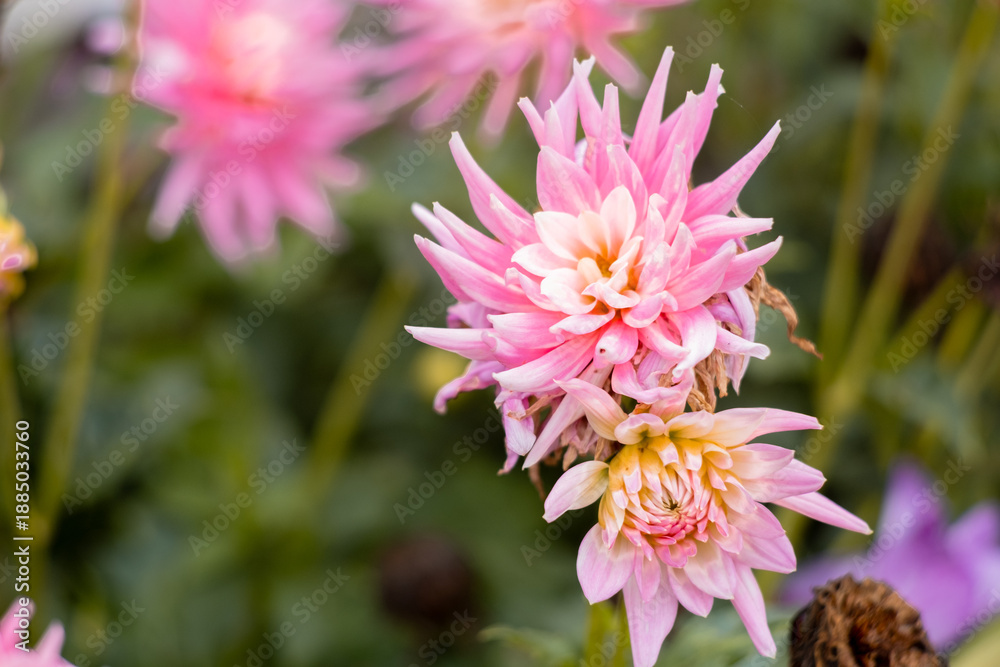 Fototapeta premium Vertical close-up of two pink cactus dahlia flowers in a garden.
