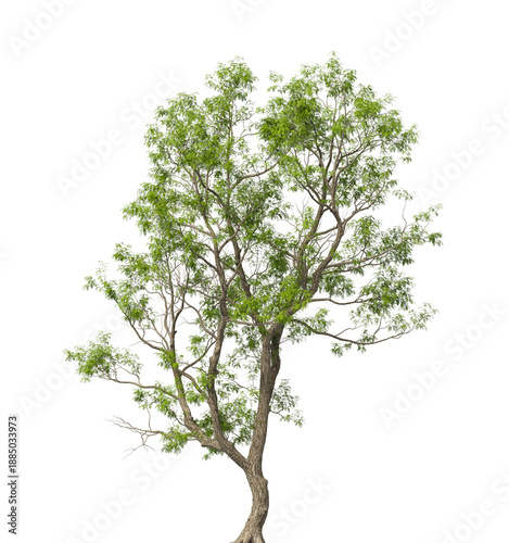 Single green tree isolated on transparent background. Large big tree with leaves isolated on transparent background. Tree isolated on white background. Isolated ornamental tree PNG. Black locust PNG.
