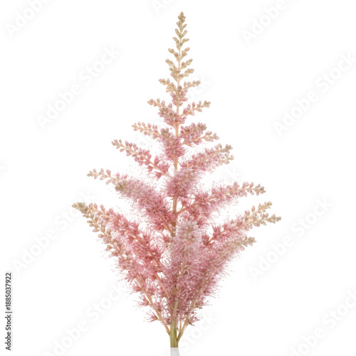 Astilbe plume pink flower delicate feathery bloom closeup beauty