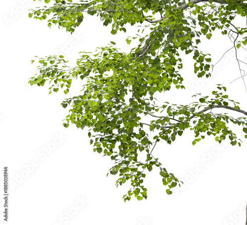 Tree branch isolated on transparent background. Large tree branch green leaves isolated on transparent background. Plant or tree leaves isolated on white background. Tree foliage PNG. Plant leaves PNG