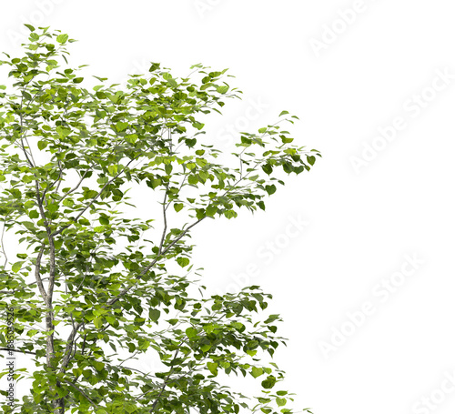 Tree branch isolated on transparent background. Large tree branch green leaves isolated on transparent background. Plant or tree leaves isolated on white background. Tree foliage PNG. Plant leaves PNG