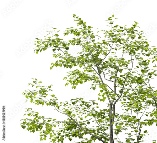 Tree branch isolated on transparent background. Large tree branch green leaves isolated on transparent background. Plant or tree leaves isolated on white background. Tree foliage PNG. Plant leaves PNG