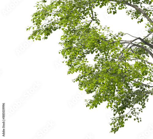 Tree branch isolated on transparent background. Large tree branch green leaves isolated on transparent background. Plant or tree leaves isolated on white background. Tree foliage PNG. Plant leaves PNG