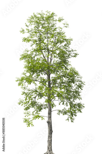 Single green tree isolated on transparent background. Large big tree with leaves isolated on transparent background. Tree isolated on white background. Isolated ornamental tree PNG. Leafy plant PNG.