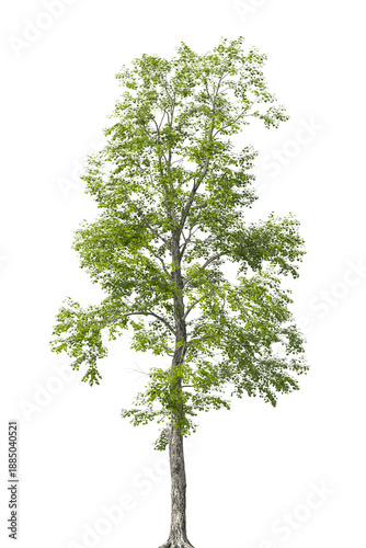 Single green tree isolated on transparent background. Large big tree with leaves isolated on transparent background. Tree isolated on white background. Isolated ornamental tree PNG. Leafy plant PNG.