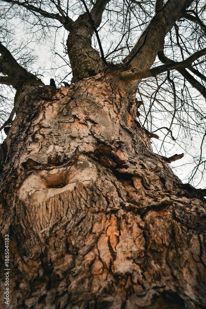 Fototapeta premium Tree Macro
