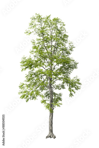 Single green tree isolated on transparent background. Large big tree with leaves isolated on transparent background. Tree isolated on white background. Isolated ornamental tree PNG. Leafy plant PNG.