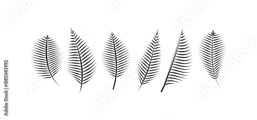 Set of tropical palm leaf silhouettes and fern frond vectors in black isolated on white for summer botanical design
