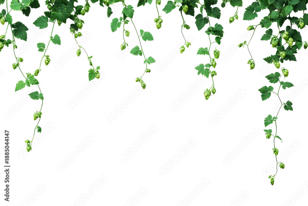 Fototapeta premium Green ivy vines hanging down isolated on transparent background.