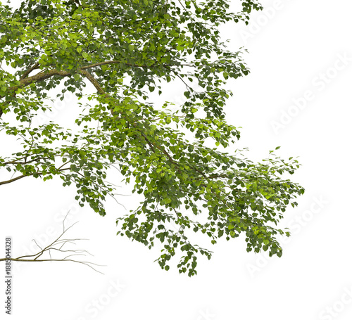 Tree branch isolated on transparent background. Large tree branch green leaves isolated on transparent background. Plant or tree leaves isolated on white background. Tree foliage PNG. Plant leaves PNG