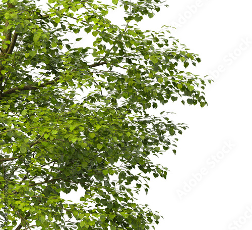 Tree branch isolated on transparent background. Large tree branch green leaves isolated on transparent background. Plant or tree leaves isolated on white background. Tree foliage PNG. Plant leaves PNG