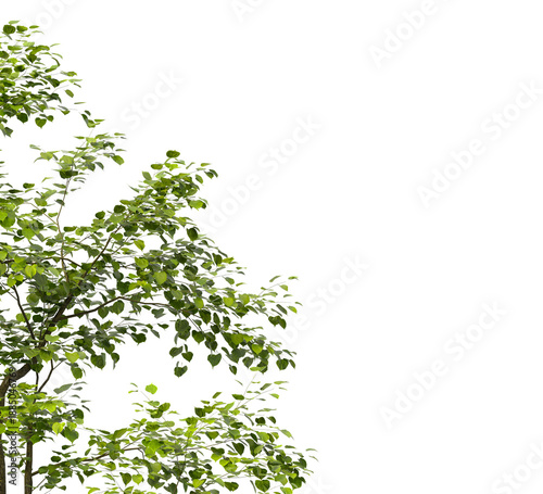 Tree branch isolated on transparent background. Large tree branch green leaves isolated on transparent background. Plant or tree leaves isolated on white background. Tree foliage PNG. Plant leaves PNG