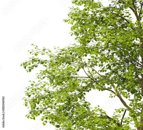 Tree branch isolated on transparent background. Large tree branch green leaves isolated on transparent background. Plant or tree leaves isolated on white background. Tree foliage PNG. Plant leaves PNG