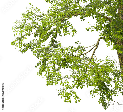 Tree branch isolated on transparent background. Large tree branch green leaves isolated on transparent background. Plant or tree leaves isolated on white background. Tree foliage PNG. Plant leaves PNG