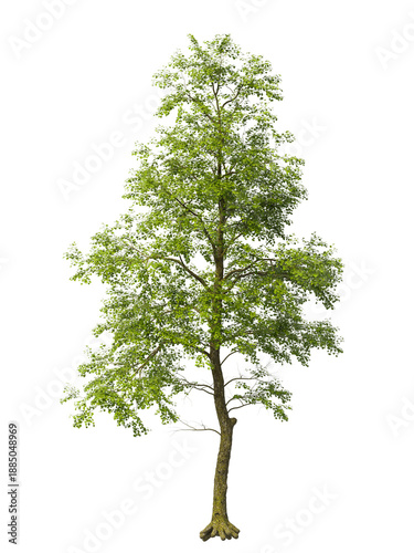 Single green tree isolated on transparent background. Large big tree with leaves isolated on transparent background. Tree isolated on white background. Isolated ornamental tree PNG. Leafy plant PNG.