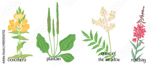 vector drawing set of wild flowers, flowering plants at white background, floral elements, hand drawn botanical illustration