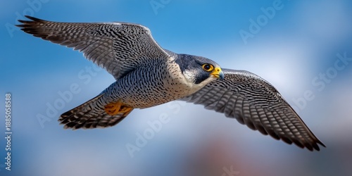 Peregrine falcon flying with wings spread against blue sky