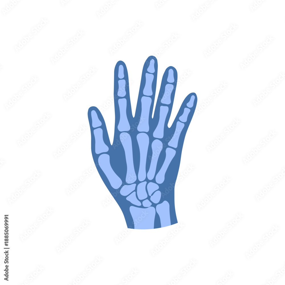 Obraz premium Human Skeleton & Bones Medical Infographic